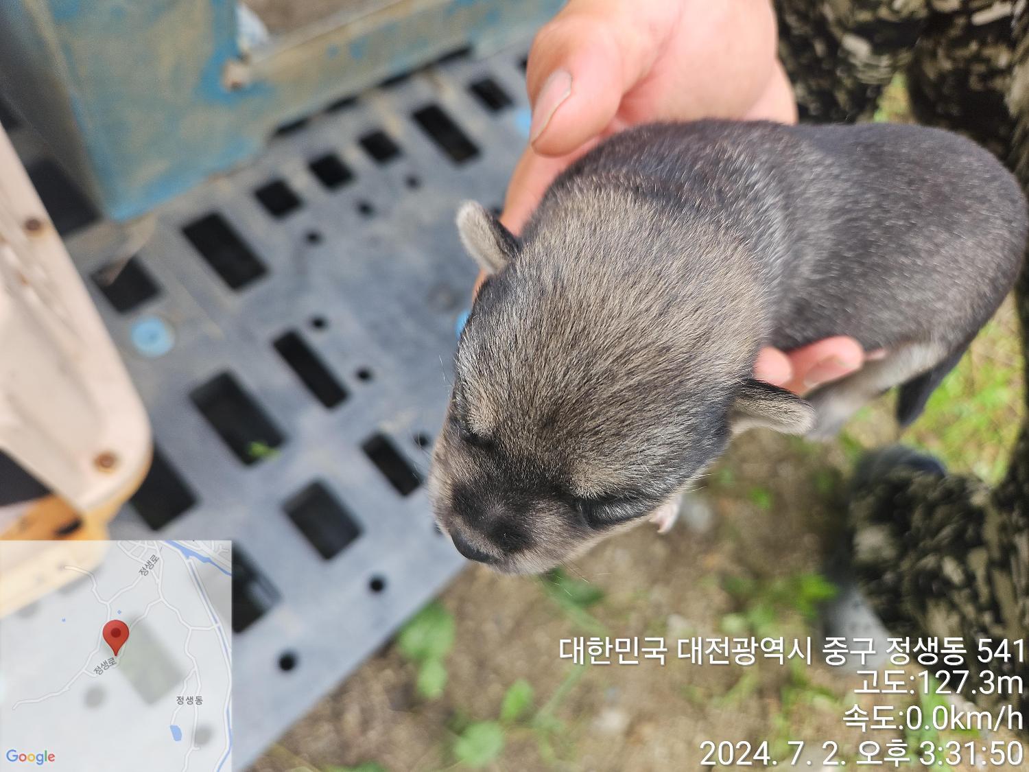 보호중 믹스견의 가…